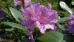 fleur de rhododendron épanouie
