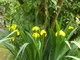 iris sauvage au printemps