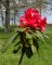 rhododendron rouge