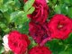 roses rouges